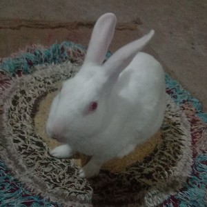 suraj936915