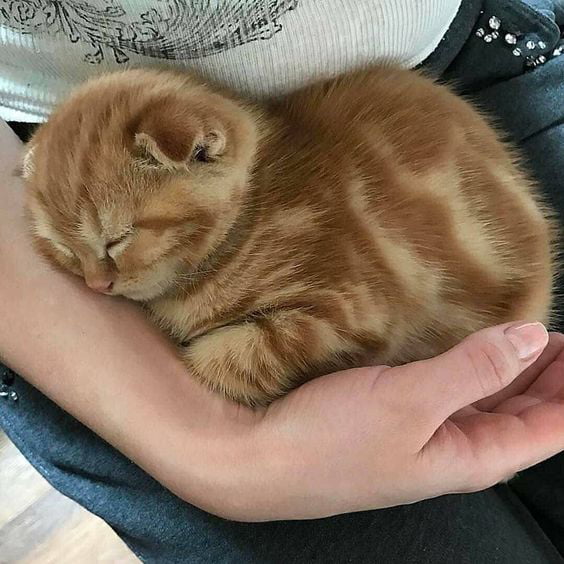 A bundle of love