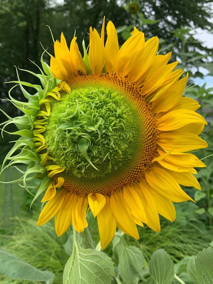 A Diseased Sunflower. The infection is likely &quot;asters yellow.&quot;