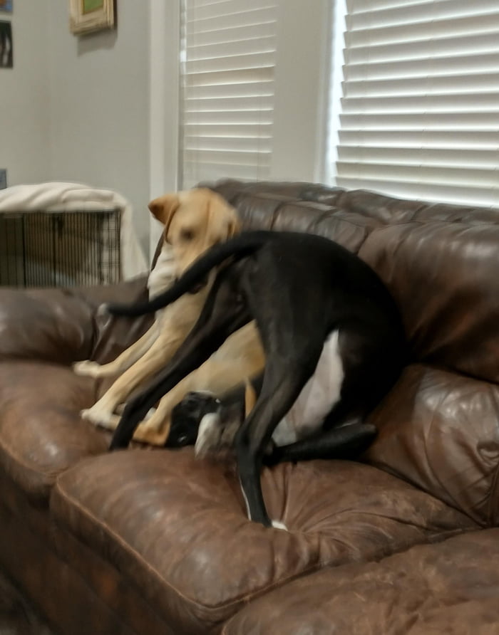 A super secret wrestling move. It&#039;s called &quot;go in with your head down and tail in the air.&quot; just don&#039;t bite your own leg.