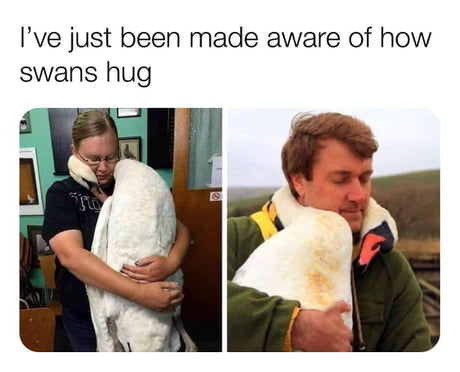 A wrap around swan hug