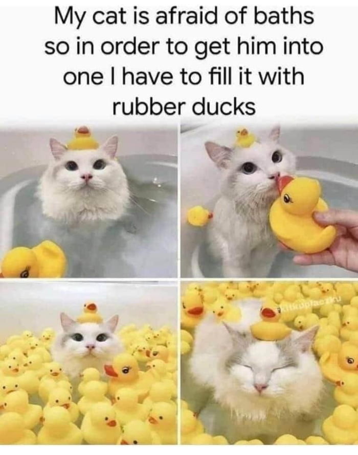 Absolutely adorable