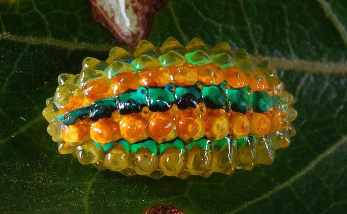 Acraga Coa: the Jeweled Caterpillar