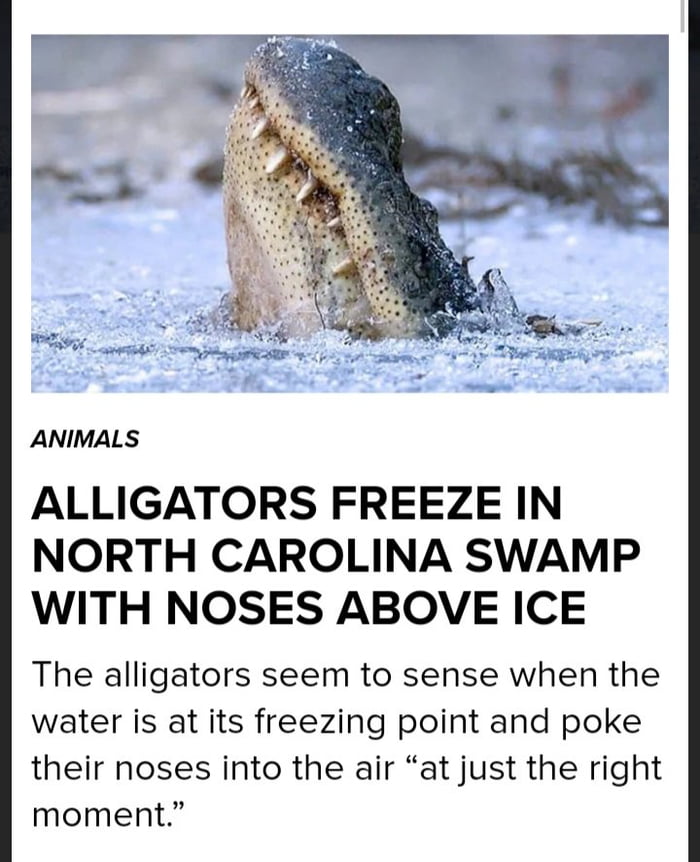 Alligators survive in frozen waters by sticking their nose above the ice and entering a state of &quot;brumation&quot;
