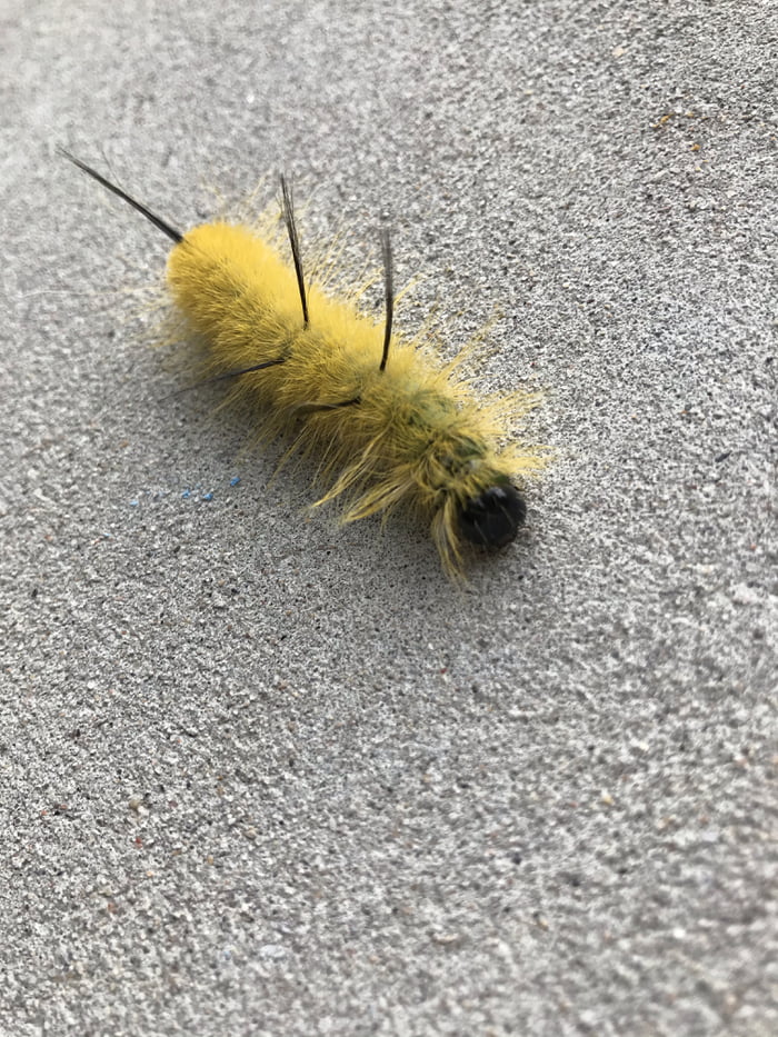 American dagger moth caterpillar