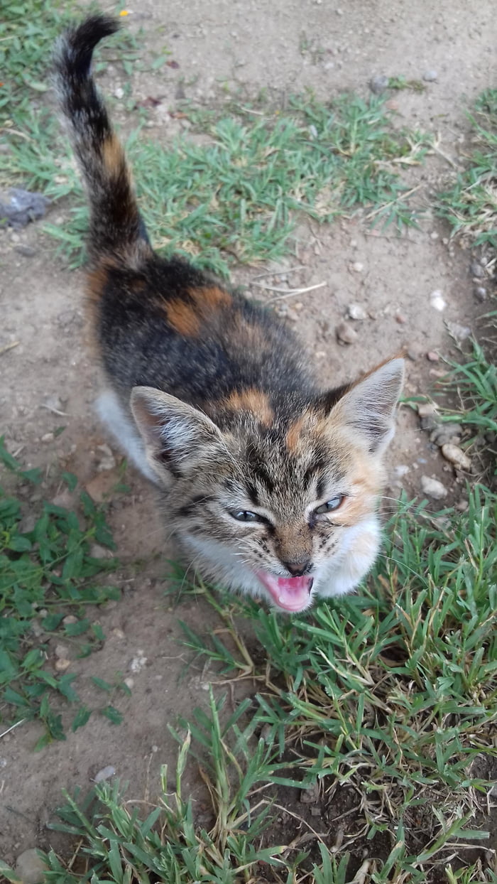 Angry litttle lion
