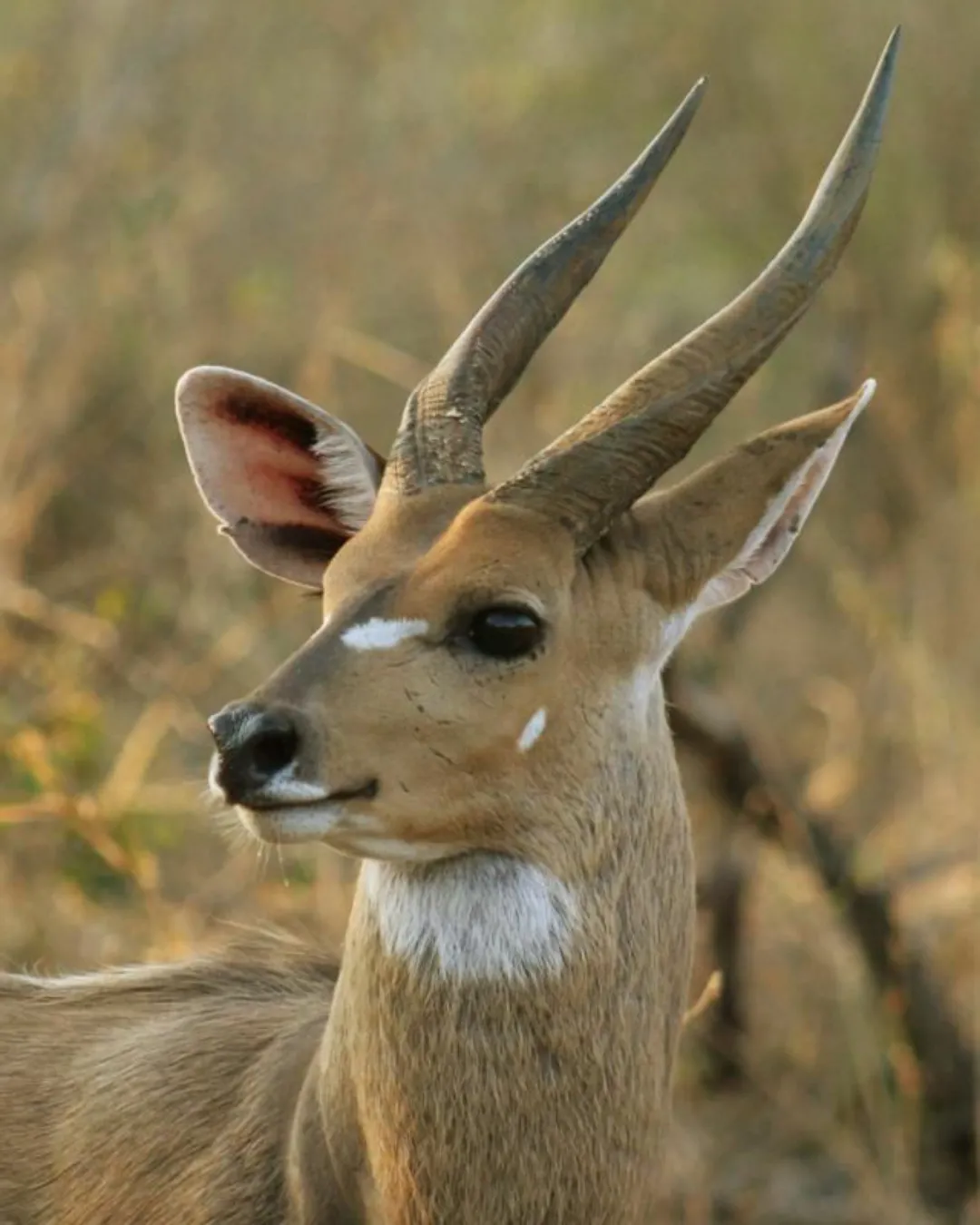 Animal cute face