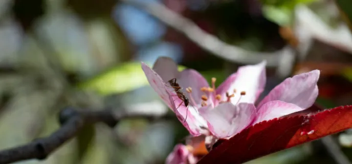 Ant fly wow