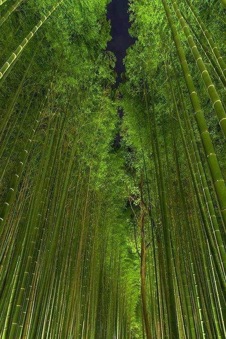 Bamboo forest, Kyoto, Japan.