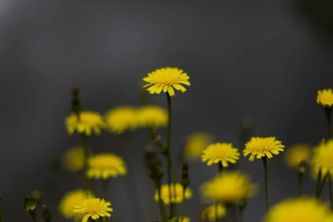 Beautiful flower
