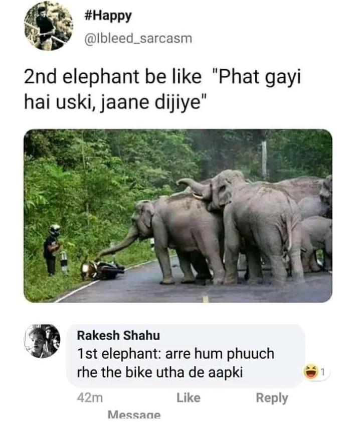 Bechara elephant😂😂
