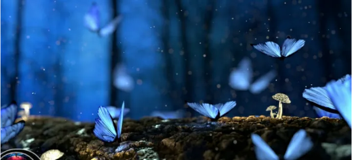 Butterflies and mushrooms
