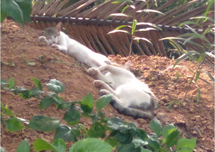 Cat couples