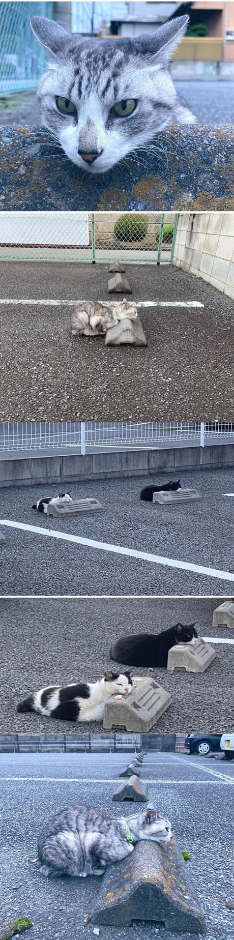 Cat park