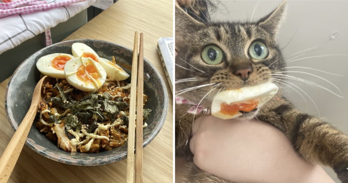 Cat Thief Caught Red-Handed For Stealing Eggs