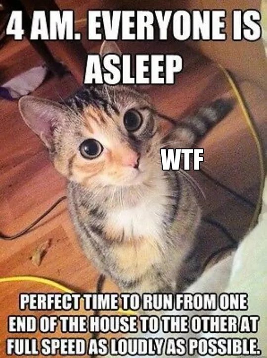 Cats