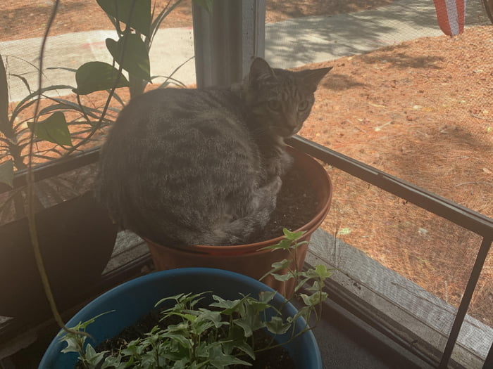 Cattree