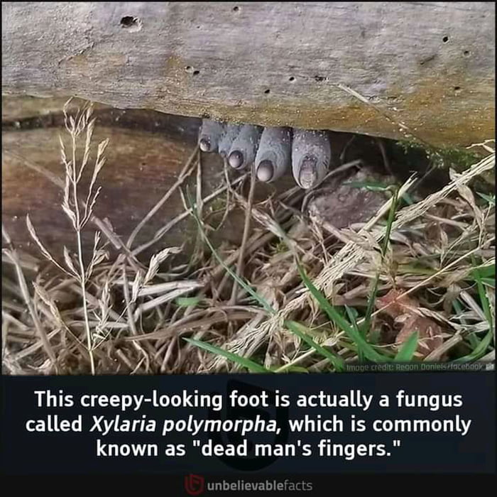 Creepy