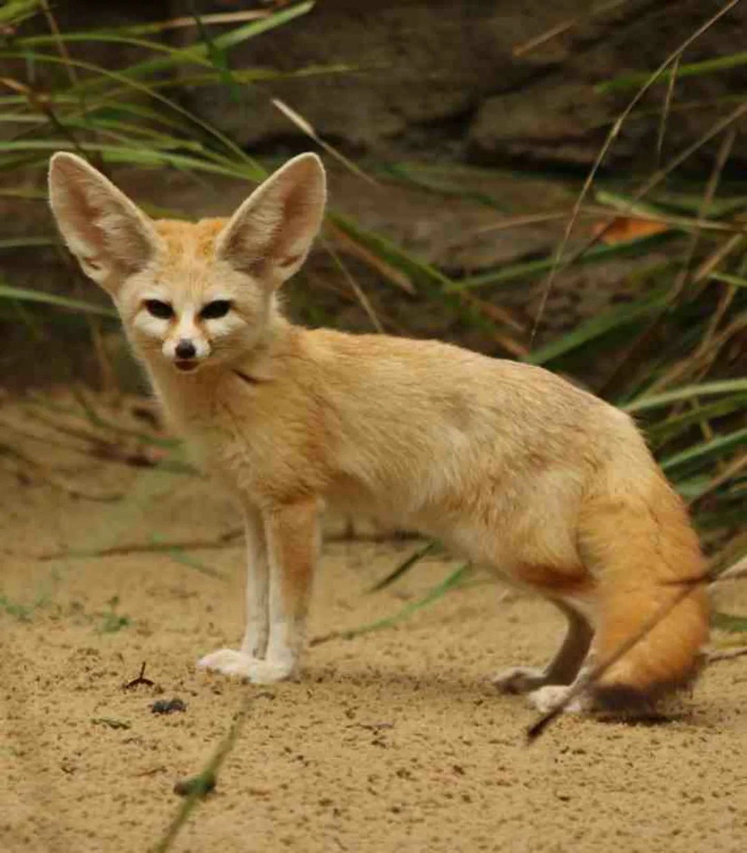 Cute animal