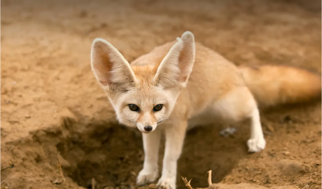 Cute animal face