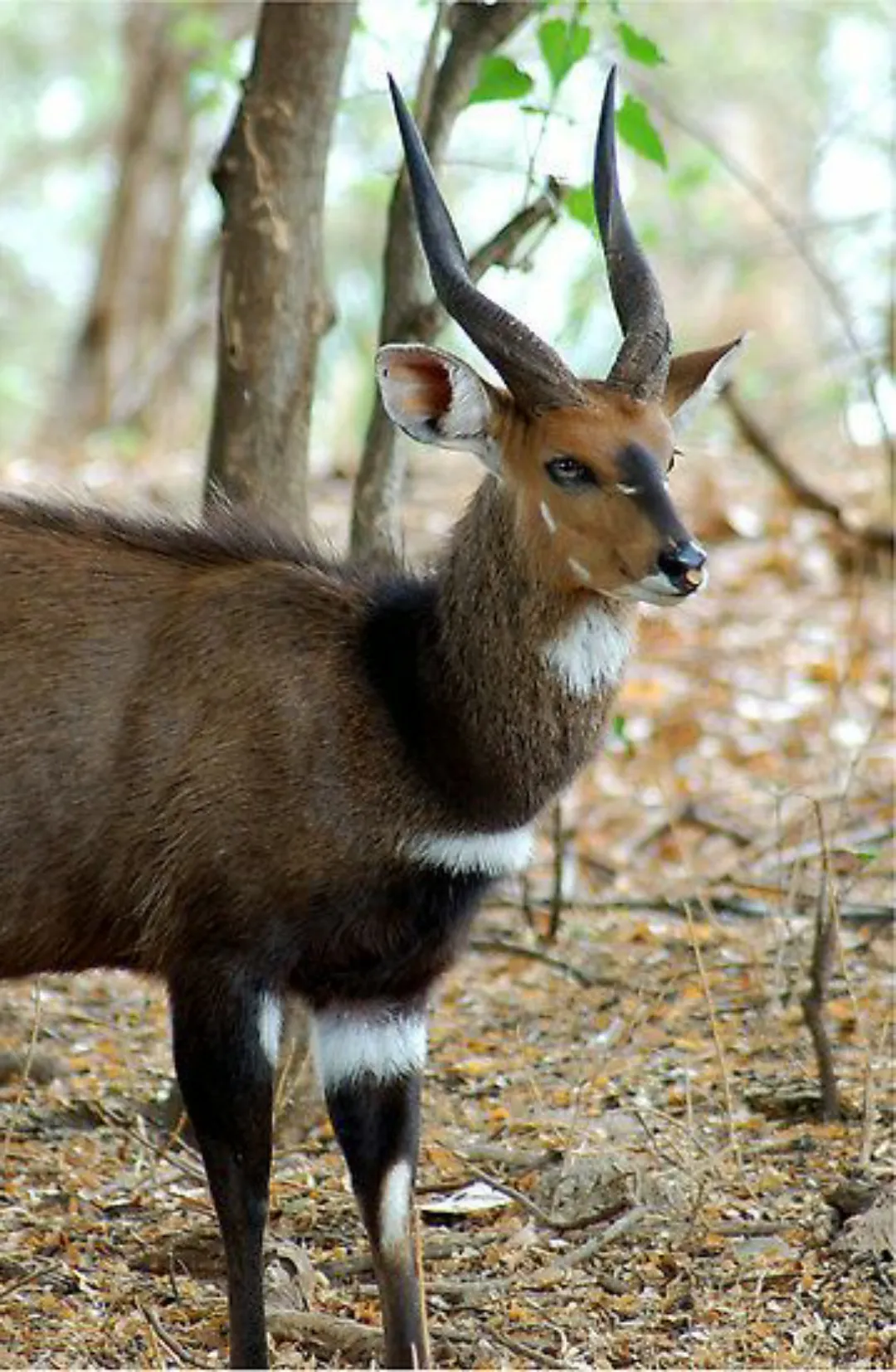 Cute Animals
