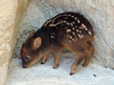 Cute baby dear