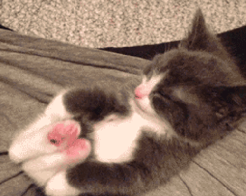 Cutest cat playing scene.