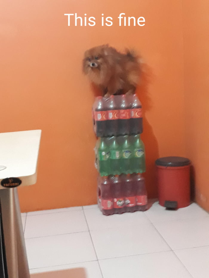 Dad was cleaning his office and didn't know where to put him...