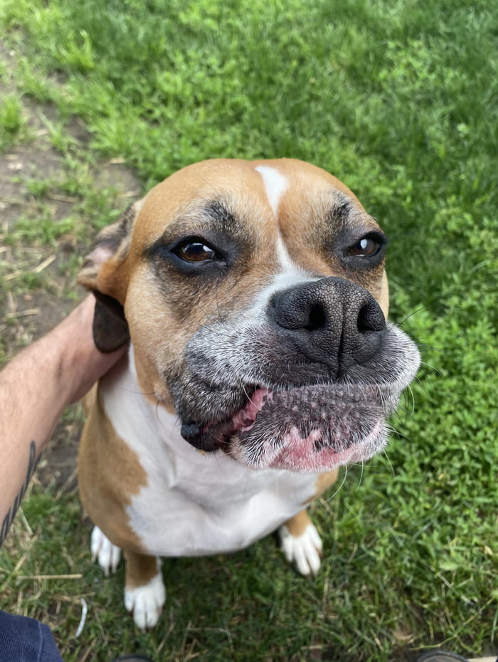Derp doggo