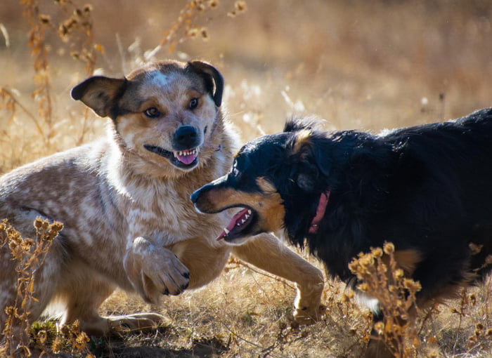 Derp Fight!