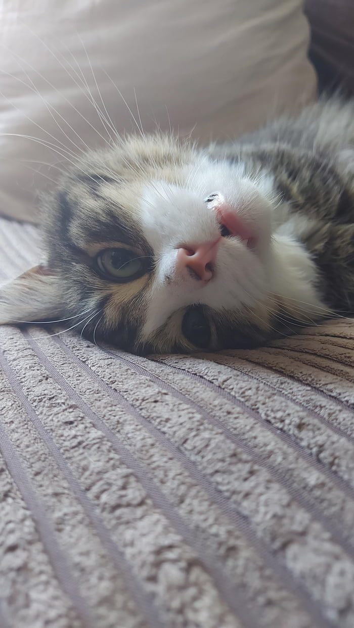 Derpy mcderp face