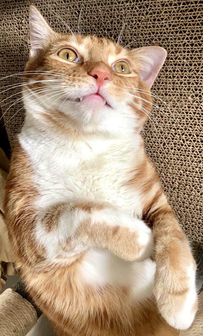 Derpy vampire cat
