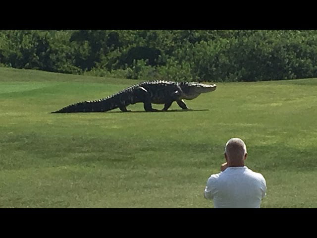 Dinosaurs are still alive