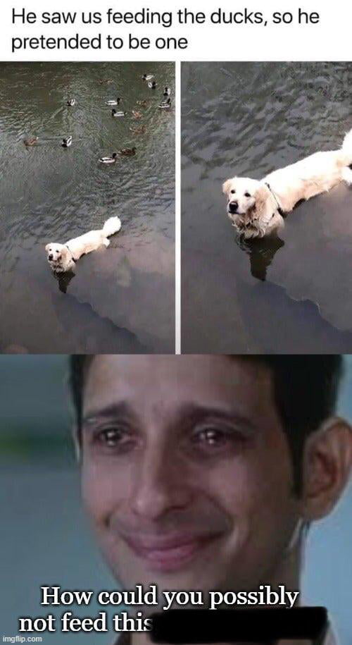 Dog Duck!!