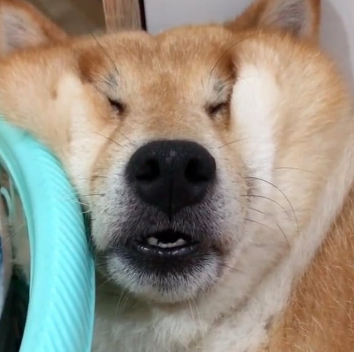 Dog fell asleep against the wall