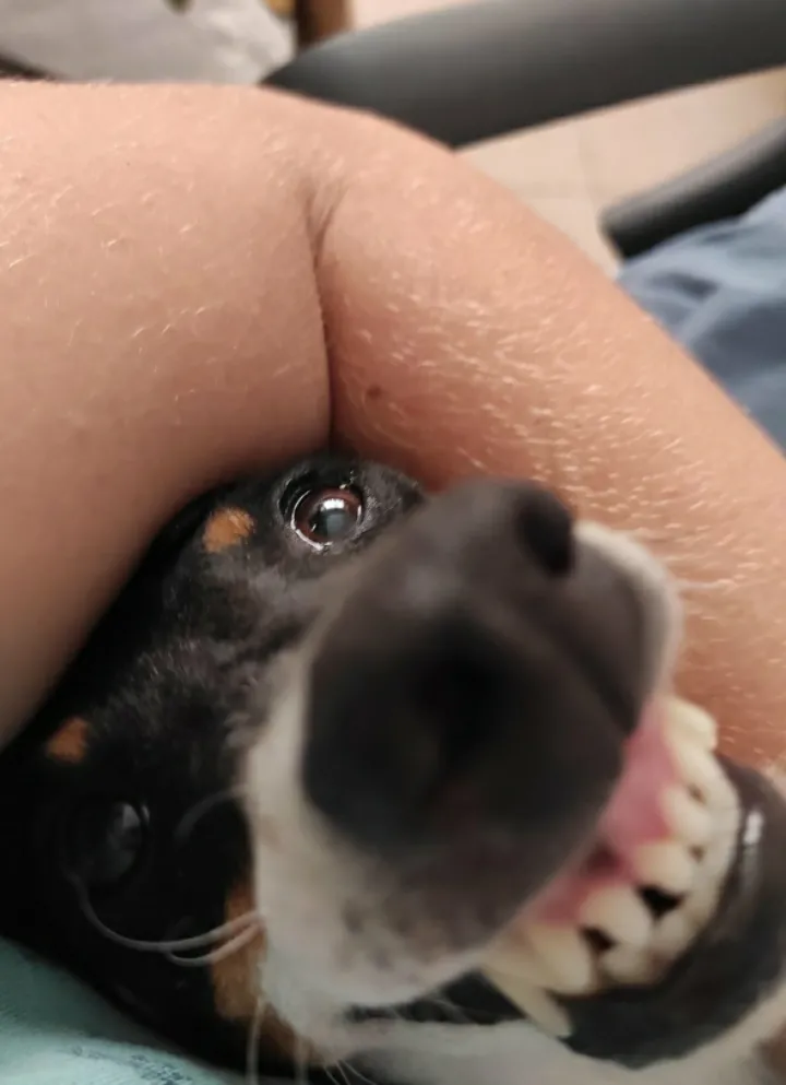 Doggo is angry