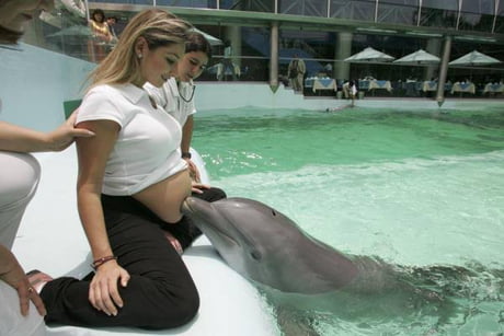 Dolphins love pregnant women because they communicate by ultrasound, besides mom&#039;s heartbeat they can also hear baby&#039;s heartbeat they find it fascinating.