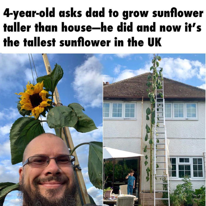 Douglas Smith agreed to plant a sunflower when his son Stellan requested one taller than their house. He planted it March 28 and it’s now 20 feet tall