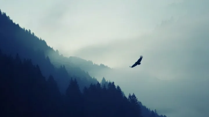 Eagle flying hyyyyy