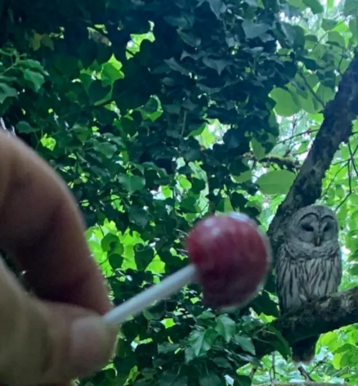 Excuse me mr owl