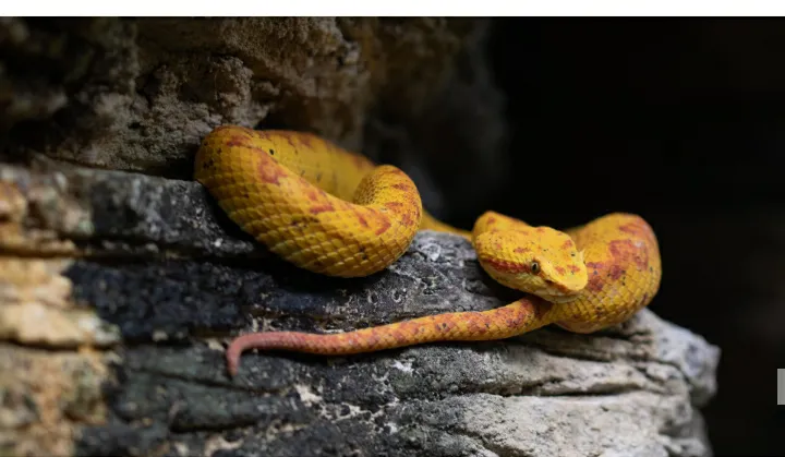Eyelash viper wow