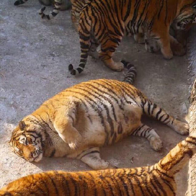Fat Fang The Living Boulder