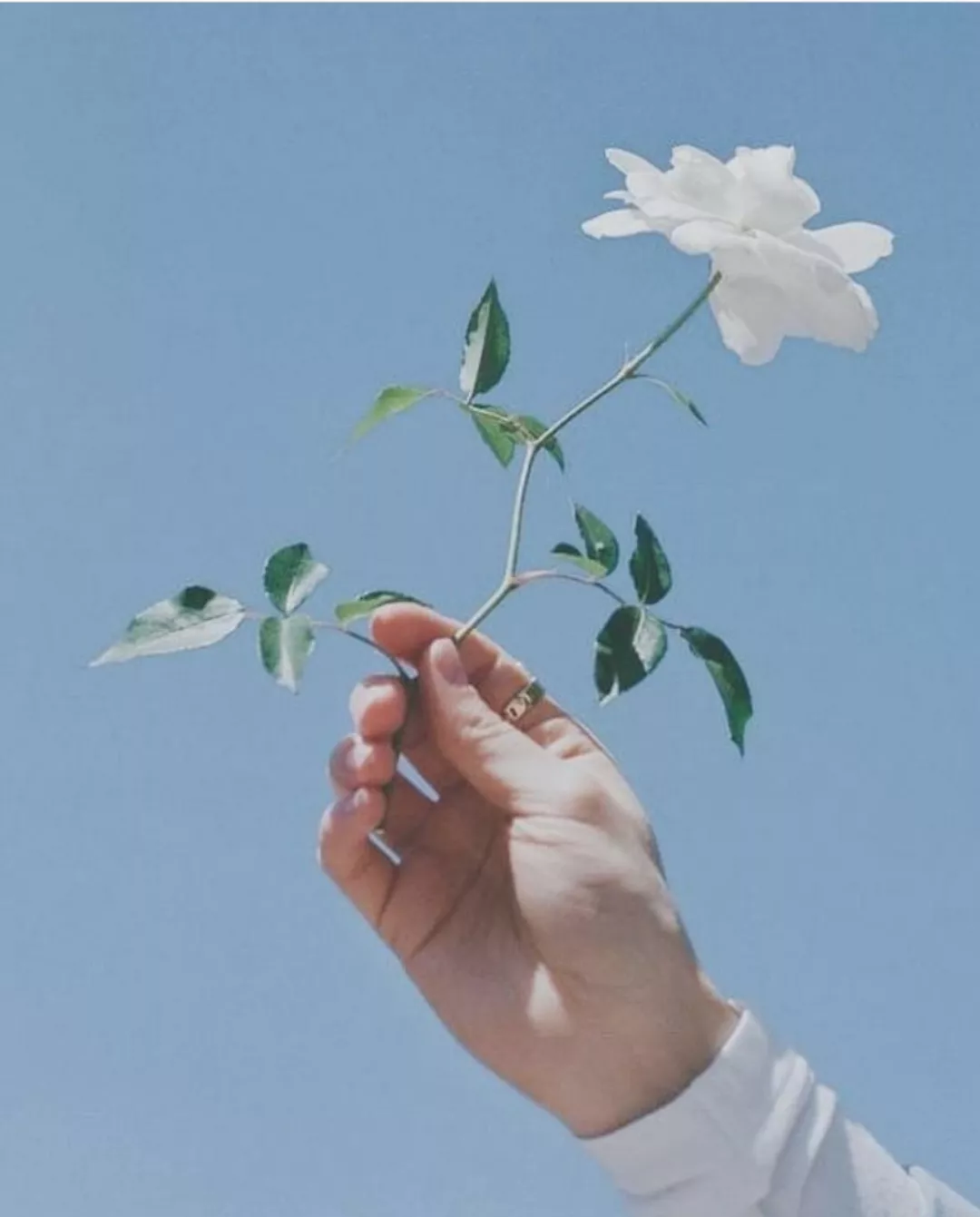 flower wallpaper