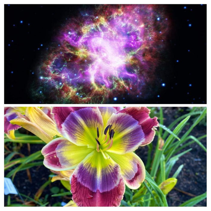 Flowers and Nebulas