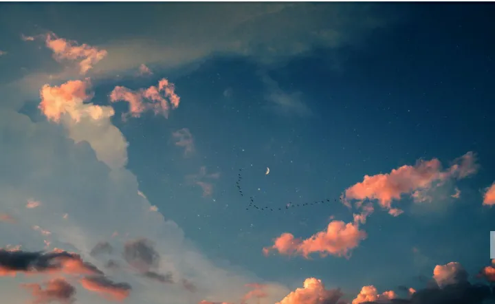 Flying biry by mister m plasg