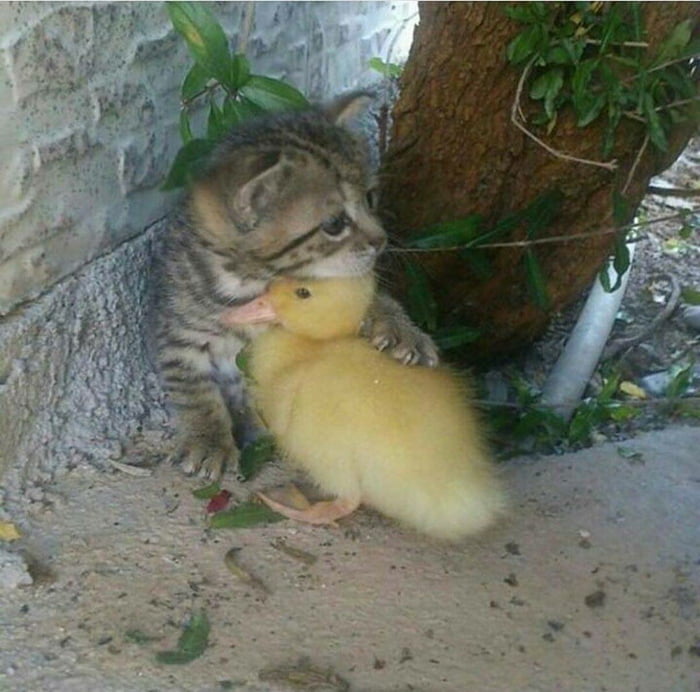 Found a pic of a kitty hugging a duckling