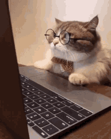 Funny business cat acting scene.