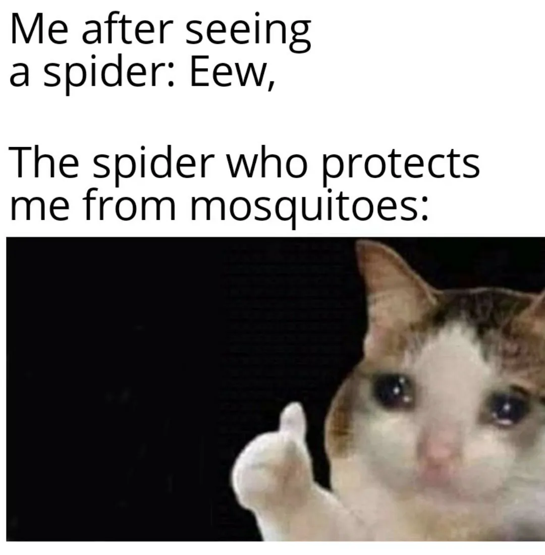 Funny cat meme.
