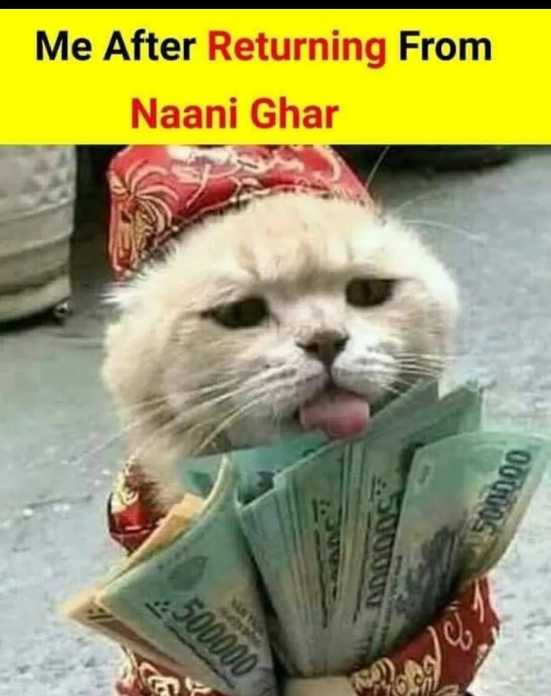 Funny cute cat