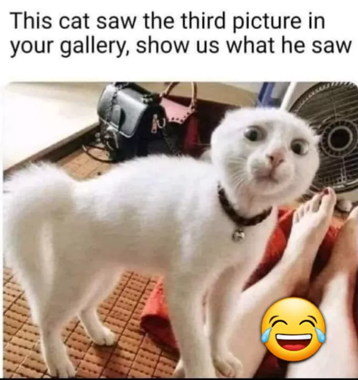 Funny memes